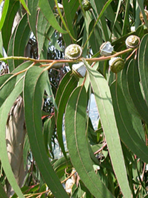 Eucalyptus_Globulus_150x200