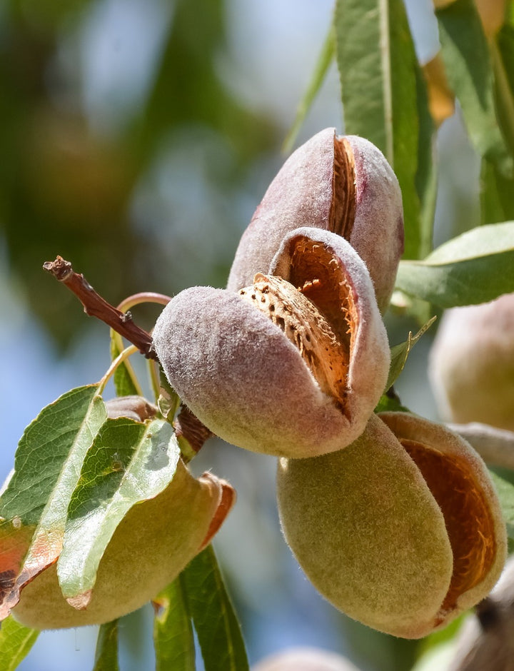 Pranarom: Organic Sweet Almond Virgin Plant Oil – Organic Living AZ
