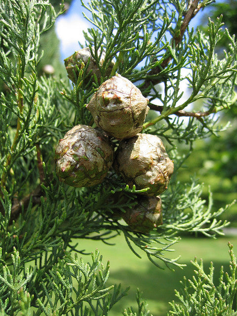 greggys-stuffs-Cypress-Cupressus-sempervirens-med